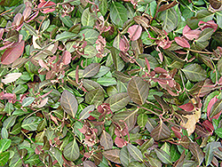 Purpleleaf Wintercreeper (Euonymus fortunei 'Coloratus') at Make It Green Garden Centre
