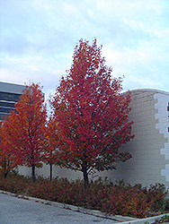 Chanticleer Ornamental Pear (Pyrus calleryana 'Chanticleer') at Make It Green Garden Centre