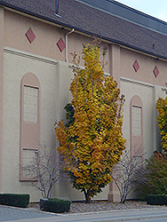 Columnar Norway Maple (Acer platanoides 'Columnare') at Make It Green Garden Centre