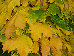 Columnar Norway Maple (Acer platanoides 'Columnare') at Make It Green Garden Centre