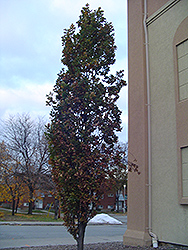 Pyramidal English Oak (Quercus robur 'Fastigiata') at Make It Green Garden Centre
