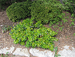 Surespot Wintercreeper (Euonymus fortunei 'Surespot') at Make It Green Garden Centre