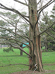 Dawn Redwood (Metasequoia glyptostroboides) at Lurvey Garden Center