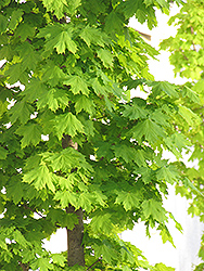 Columnar Norway Maple (Acer platanoides 'Columnare') at Make It Green Garden Centre