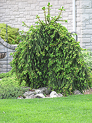 Weeping Norway Spruce (Picea abies 'Pendula') at Lurvey Garden Center