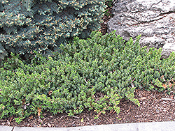 Dwarf Japanese Garden Juniper (Juniperus procumbens 'Nana') at Make It Green Garden Centre