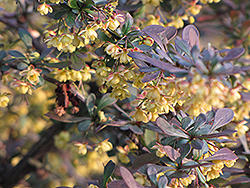 Purple Japanese Barberry (Berberis thunbergii 'Purpurea') at Lurvey Garden Center