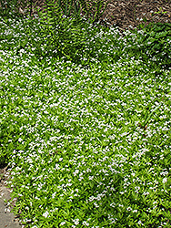 Sweet Woodruff (Galium odoratum) at Make It Green Garden Centre