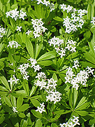 Sweet Woodruff (Galium odoratum) at Make It Green Garden Centre