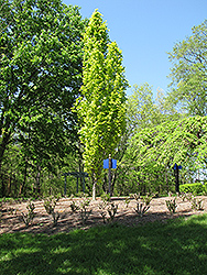 Dawyck Gold Beech (Fagus sylvatica 'Dawyck Gold') at Make It Green Garden Centre