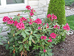 Nova Zembla Rhododendron (Rhododendron 'Nova Zembla') at Lurvey Garden Center