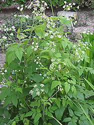 Sweet Cicely (Myrrhis odorata) at Make It Green Garden Centre