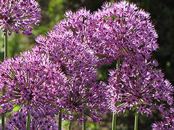 Giant Onion (Allium giganteum) at Lurvey Garden Center