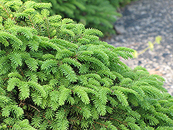 Birds Nest Spruce (Picea abies 'Nidiformis') at Lurvey Garden Center