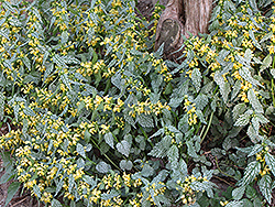 Hermann's Pride Yellow Archangel (Lamiastrum galeobdolon 'Hermann's Pride') at Lurvey Garden Center