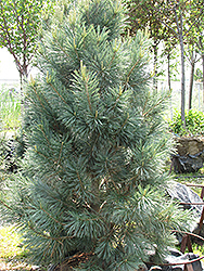 Vanderwolf's Pyramid Pine (Pinus flexilis 'Vanderwolf's Pyramid') at Make It Green Garden Centre