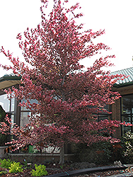 Tricolor Beech (Fagus sylvatica 'Roseomarginata') at Lurvey Garden Center