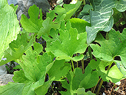 Bloodroot (Sanguinaria canadensis) at Make It Green Garden Centre