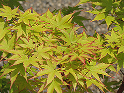Coral Bark Japanese Maple (Acer palmatum 'Sango Kaku') at Make It Green Garden Centre