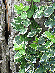 Emerald Gaiety Wintercreeper (Euonymus fortunei 'Emerald Gaiety') at Make It Green Garden Centre