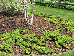 Dwarf Japgarden Juniper (Juniperus procumbens 'Nana') at Make It Green Garden Centre