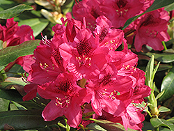 Nova Zembla Rhododendron (Rhododendron 'Nova Zembla') at Lurvey Garden Center