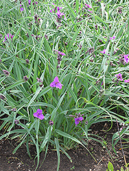 Concord Grape Spiderwort (Tradescantia x andersoniana 'Concord Grape') at Make It Green Garden Centre