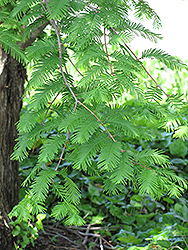 Dawn Redwood (Metasequoia glyptostroboides) at Make It Green Garden Centre