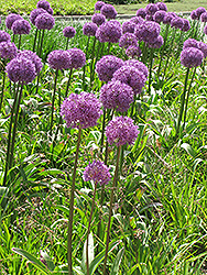 Giant Onion (Allium giganteum) at Make It Green Garden Centre