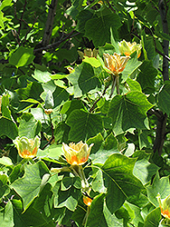 Tuliptree (Liriodendron tulipifera) at Make It Green Garden Centre