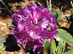 Purple Passion Rhododendron (Rhododendron 'Purple Passion') at Make It Green Garden Centre