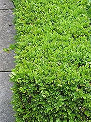 Green Velvet Boxwood (Buxus 'Green Velvet') at Make It Green Garden Centre
