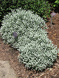 Silver King Artemisia (Artemisia ludoviciana 'Silver King') at Lurvey Garden Center