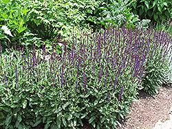 Caradonna Sage (Salvia x sylvestris 'Caradonna') at Make It Green Garden Centre