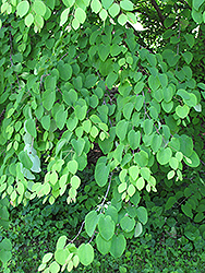 Katsura Tree (Cercidiphyllum japonicum) at Lurvey Garden Center