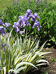 Golden Variegated Sweet Iris (Iris pallida 'Aureovariegata') at Make It Green Garden Centre