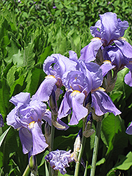 Golden Variegated Sweet Iris (Iris pallida 'Aureovariegata') at Make It Green Garden Centre