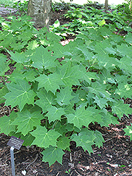 Yellow Waxbells (Kirengeshoma palmata) at Make It Green Garden Centre