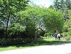 Hop Tree (Ptelea trifoliata) at Make It Green Garden Centre