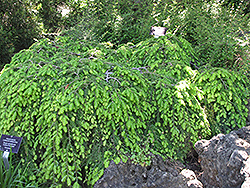 Cole's Prostrate Hemlock (Tsuga canadensis 'Cole's Prostrate') at Lurvey Garden Center