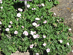 Striated Cranesbill (Geranium sanguineum 'var. striatum') at Lurvey Garden Center