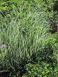 Variegated Oat Grass (Arrhenatherum elatum 'Variegatum') at Lurvey Garden Center