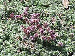 Wooly Thyme (Thymus pseudolanuginosis) at Make It Green Garden Centre