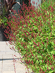 Fire Tail Fleeceflower (Persicaria amplexicaulis 'Fire Tail') at Make It Green Garden Centre