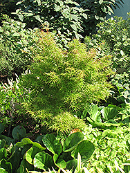 Kamagata Japanese Maple (Acer palmatum 'Kamagata') at Make It Green Garden Centre