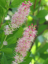 Ruby Spice Summersweet (Clethra alnifolia 'Ruby Spice') at Make It Green Garden Centre