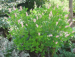 Ruby Spice Summersweet (Clethra alnifolia 'Ruby Spice') at Lurvey Garden Center