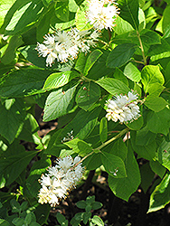 Hummingbird Summersweet (Clethra alnifolia 'Hummingbird') at Lurvey Garden Center