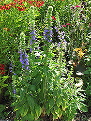 Blue Cardinal Flower (Lobelia siphilitica) at Make It Green Garden Centre