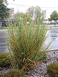 Porcupine Grass (Miscanthus sinensis 'Strictus') at Make It Green Garden Centre